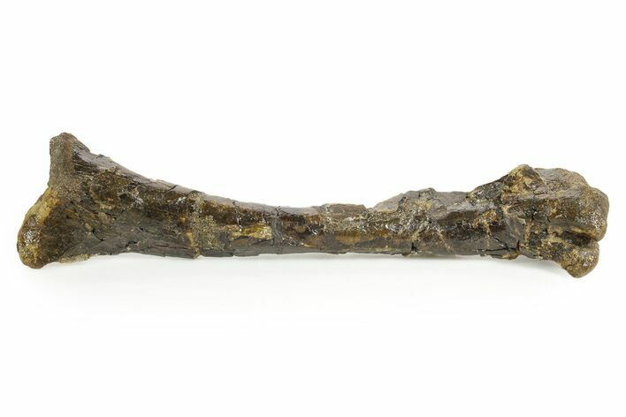 Fossil Ornithopod Dinosaur (Dryosaurus) Tibia - Wyoming #367594